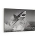 Beware of The Shark