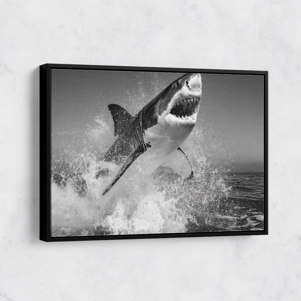 Beware of The Shark