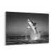 Great White Flight