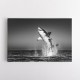 Great White Flight