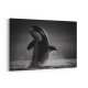 The Orca Dance