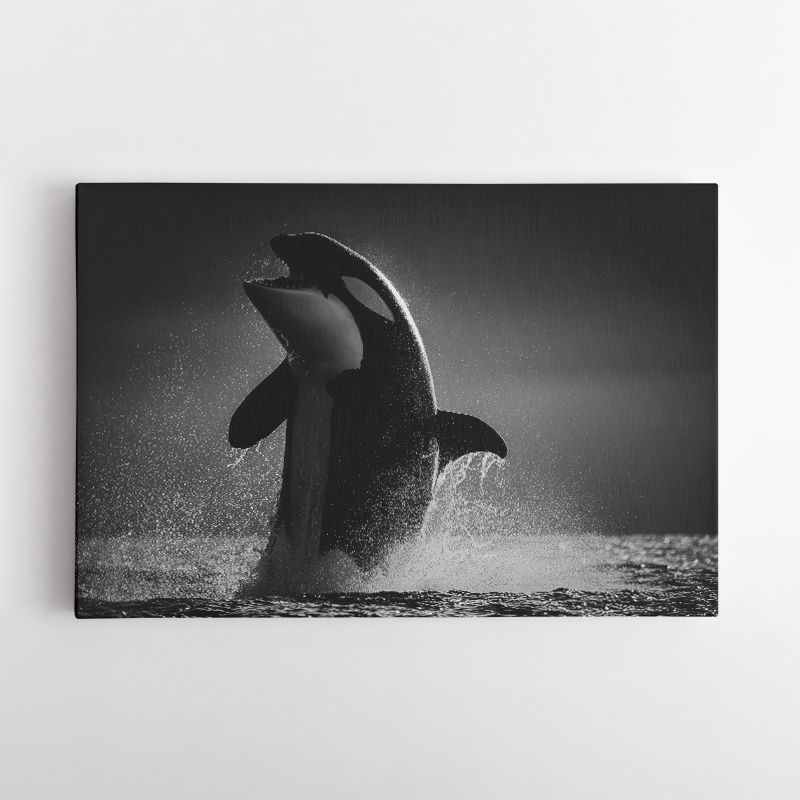 The Orca Dance