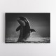 The Orca Dance