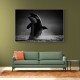 The Orca Dance
