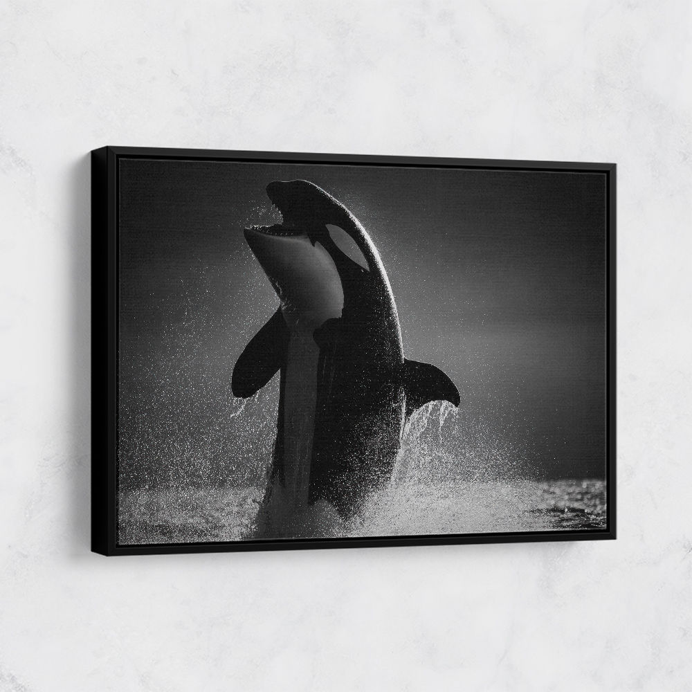 The Orca Dance