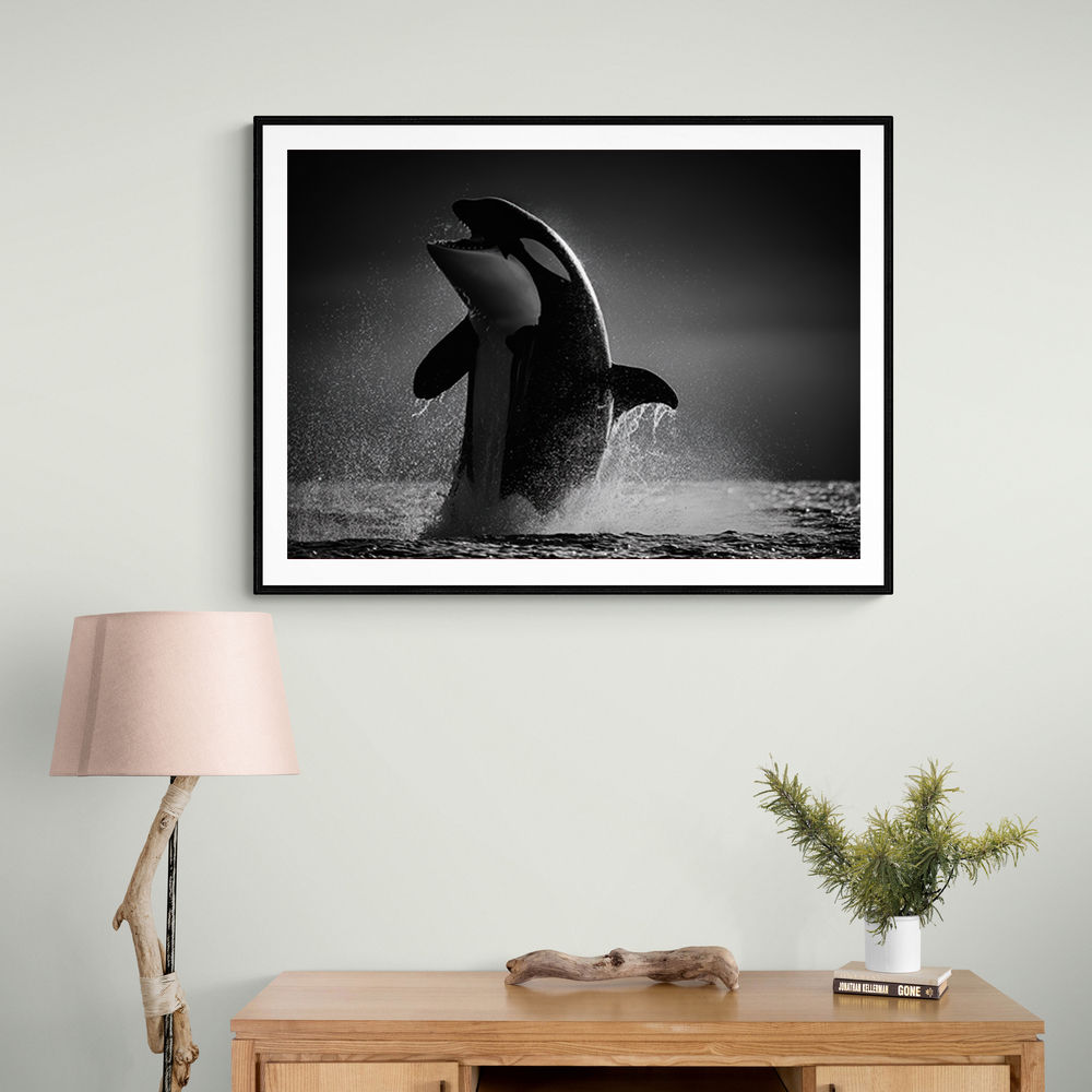 The Orca Dance
