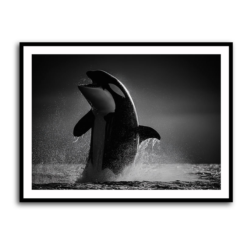 The Orca Dance