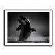 The Orca Dance