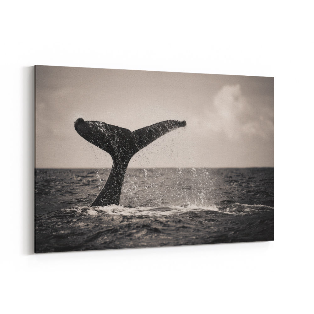 Whale Tail