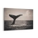 Whale Tail