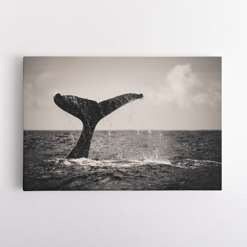 Whale Tail