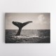 Whale Tail