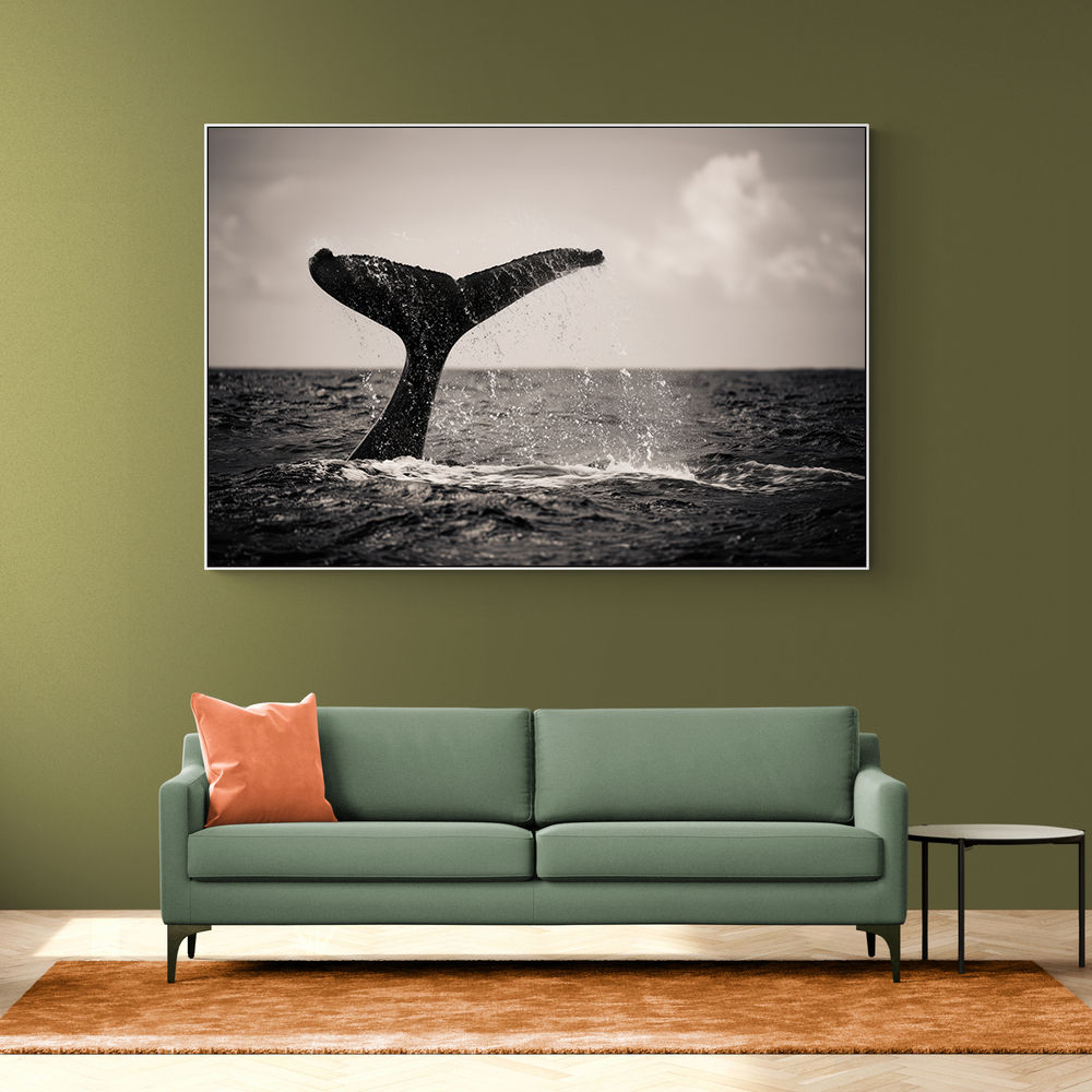 Whale Tail