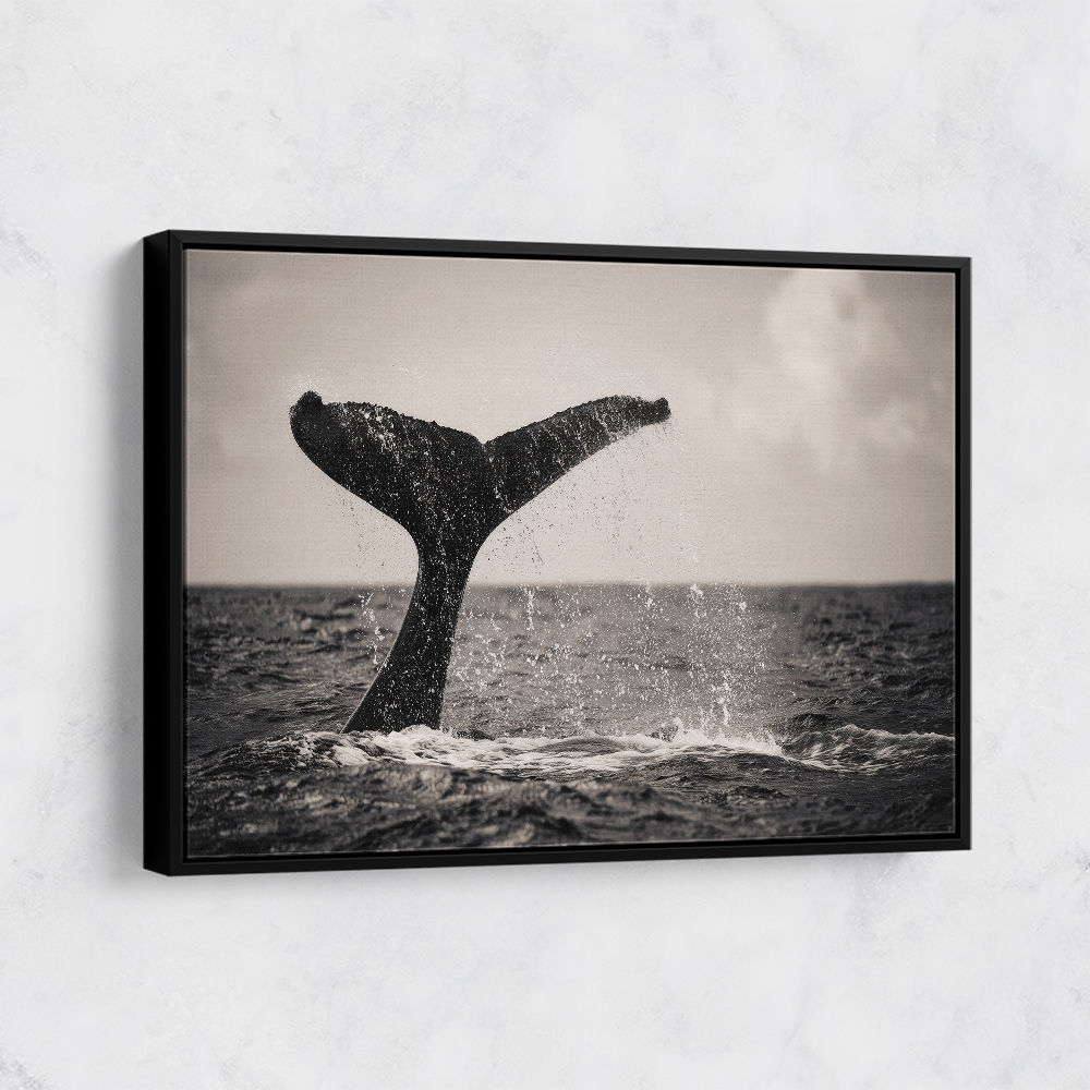 Whale Tail