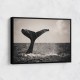 Whale Tail