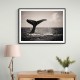 Whale Tail