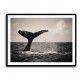 Whale Tail