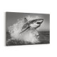 Shark Power