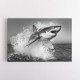 Shark Power