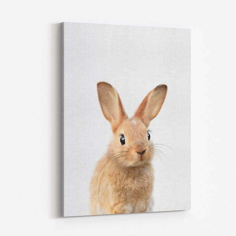 Baby Bunny