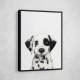Dalmatian Puppy