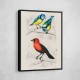 Vintage Birds