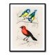 Vintage Birds