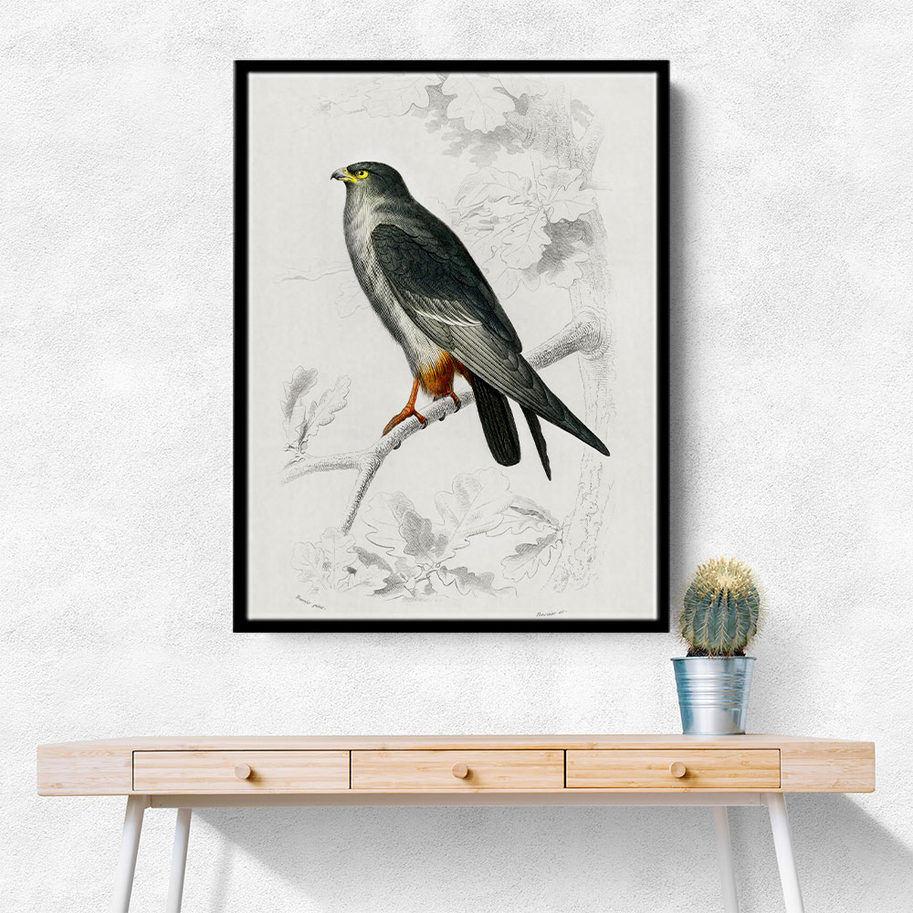 Red Footed Falcon