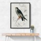 Red Footed Falcon