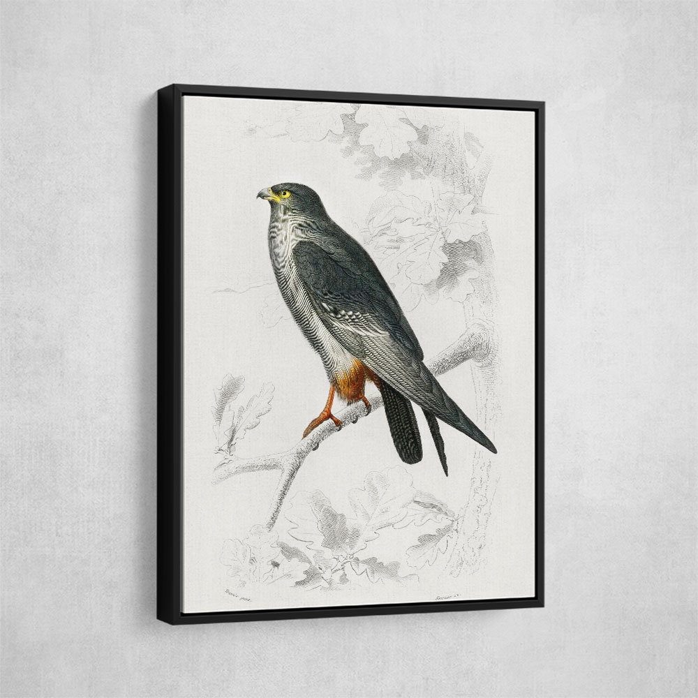 Red Footed Falcon