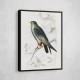 Red Footed Falcon