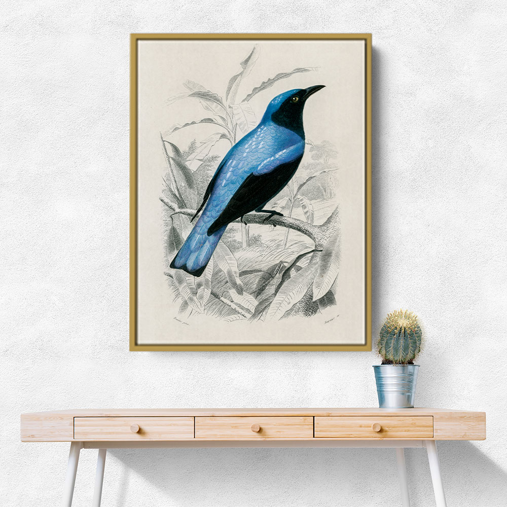 Square Tailed Drongo