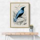 Square Tailed Drongo