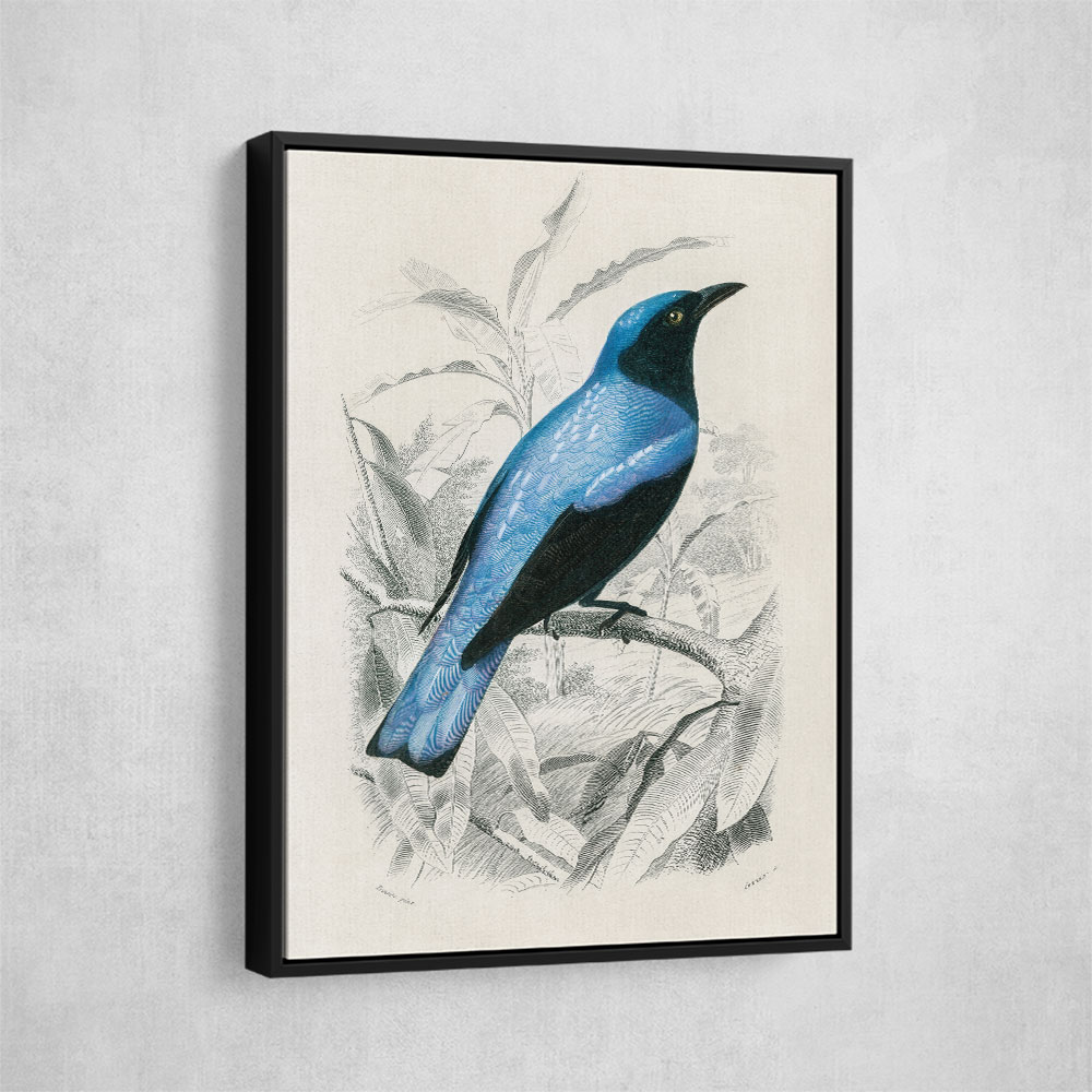 Square Tailed Drongo