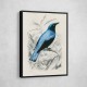 Square Tailed Drongo