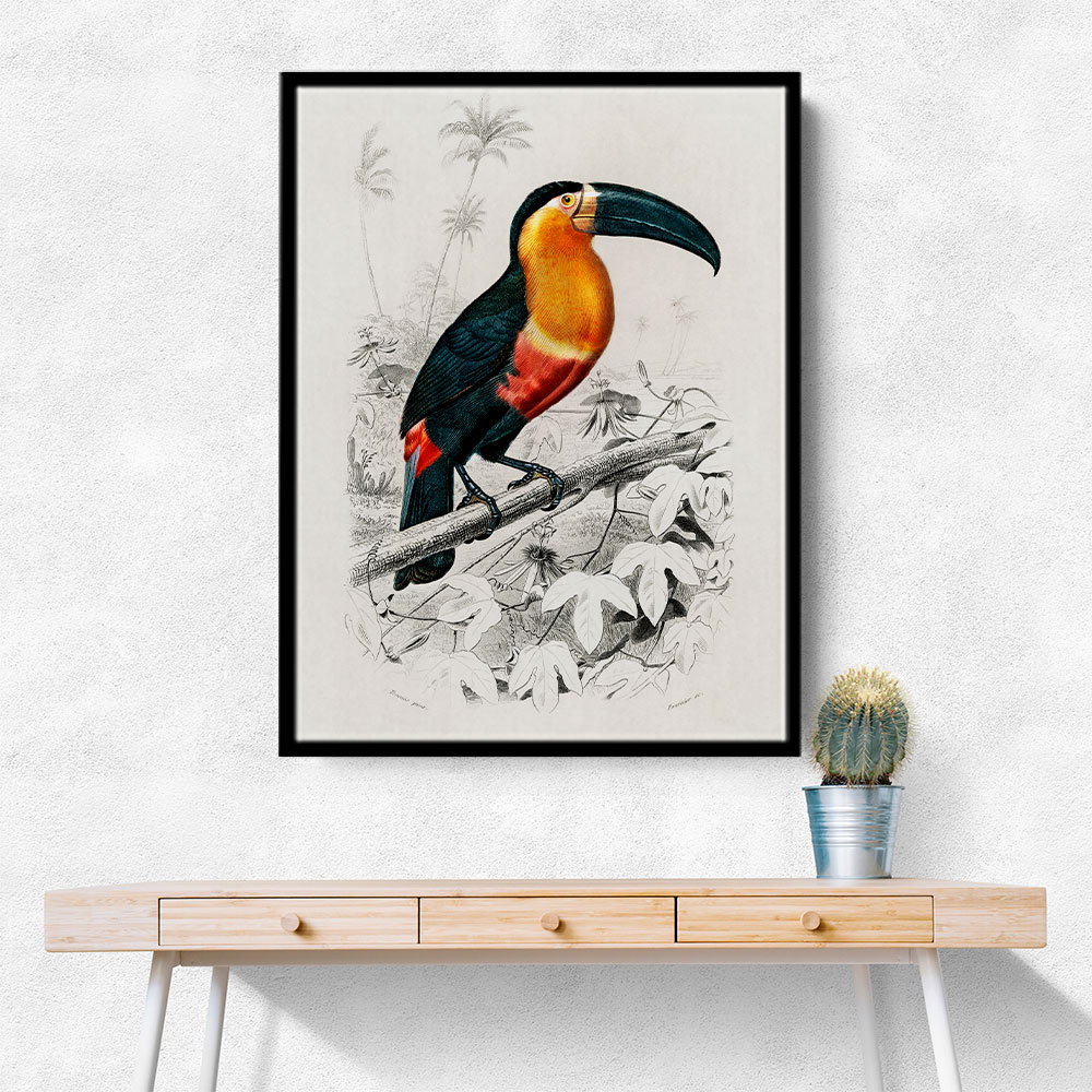 Toucan
