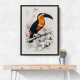 Toucan