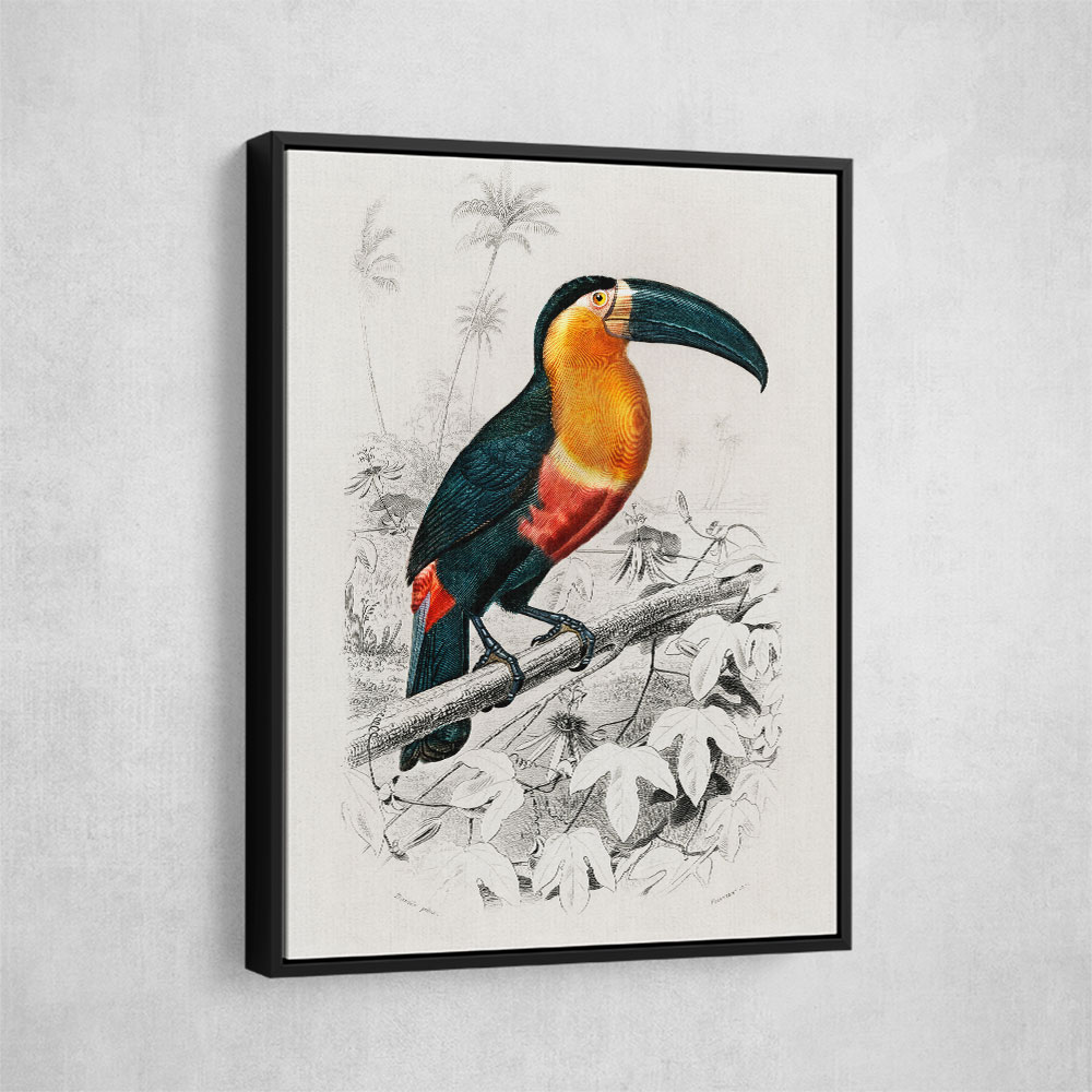 Toucan