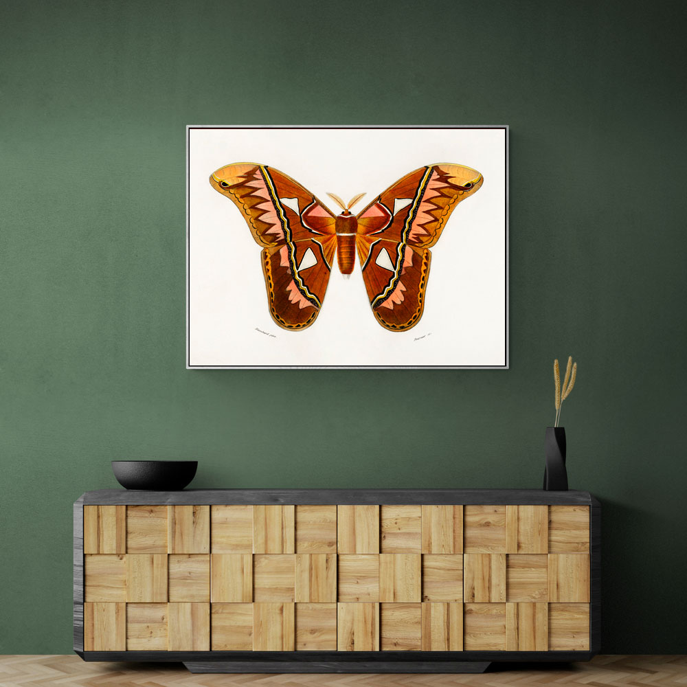 Vintage Attacus Atlas Moth