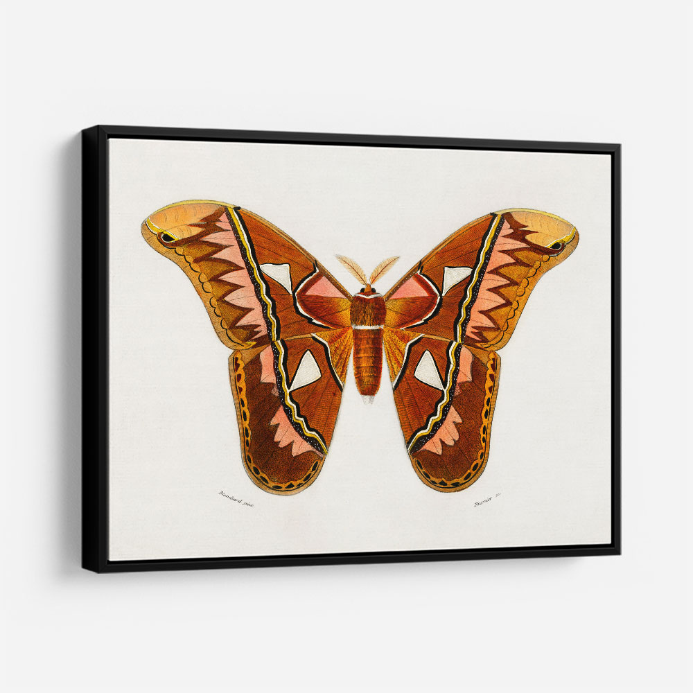Vintage Attacus Atlas Moth