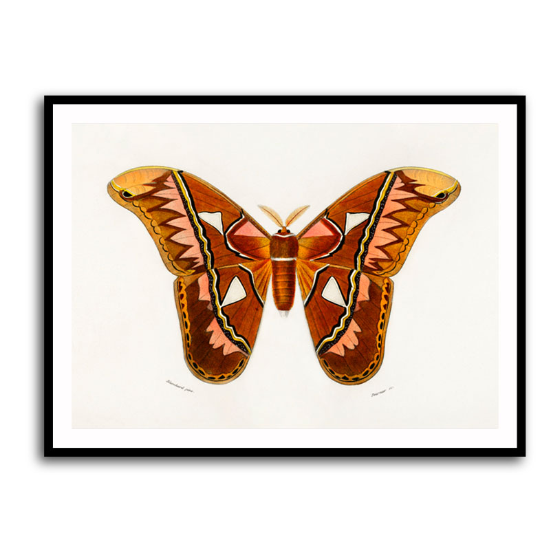Vintage Attacus Atlas Moth