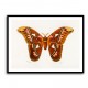 Vintage Attacus Atlas Moth