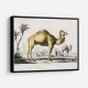 Vintage Camel