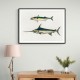 Vintage Fishes