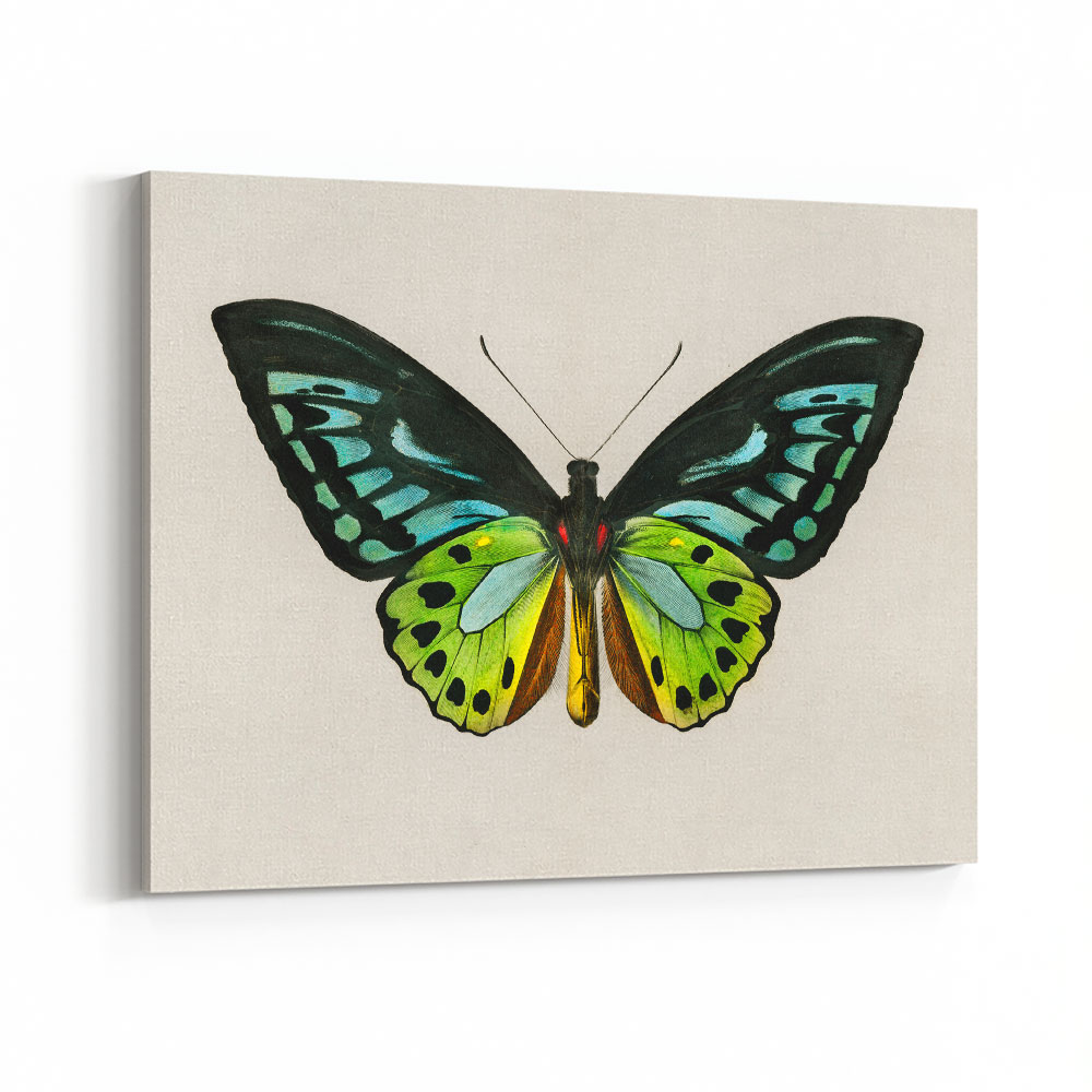 Vintage Green Birdwing