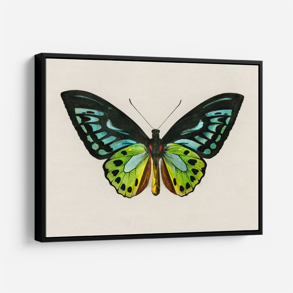 Vintage Green Birdwing