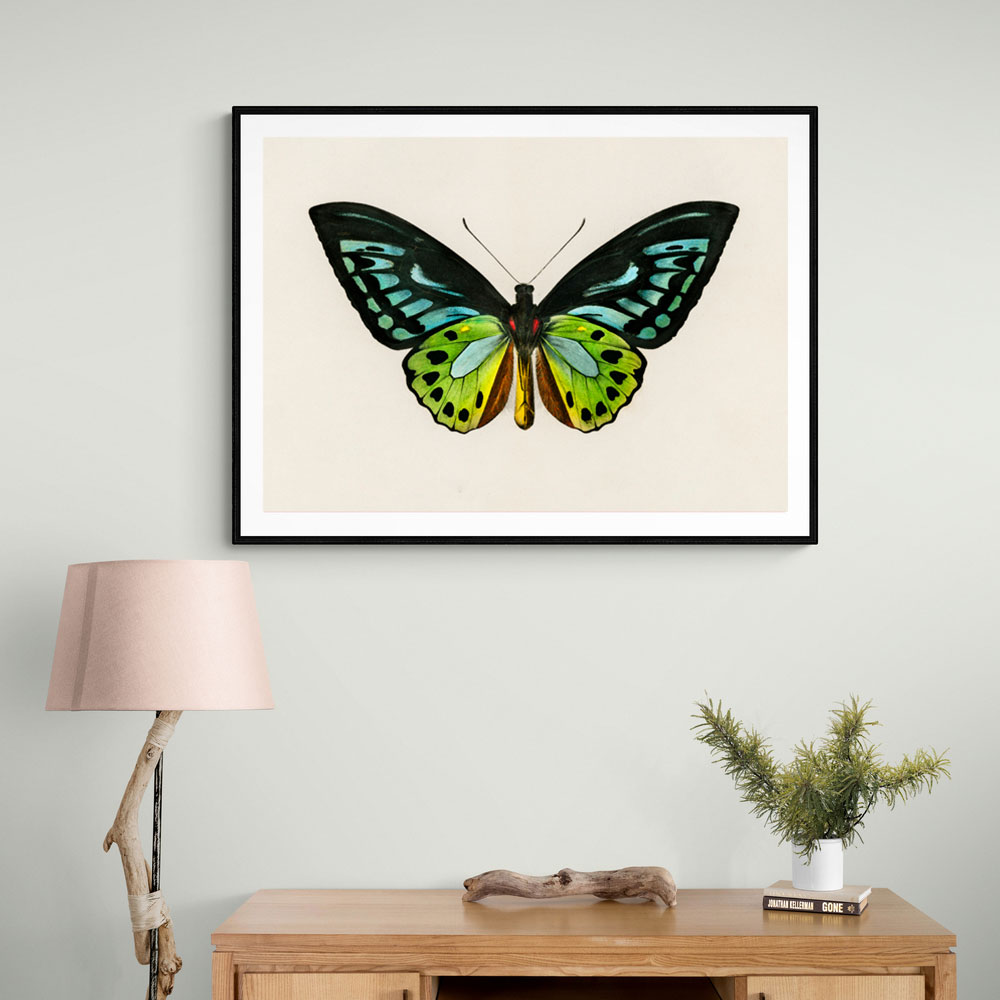 Vintage Green Birdwing