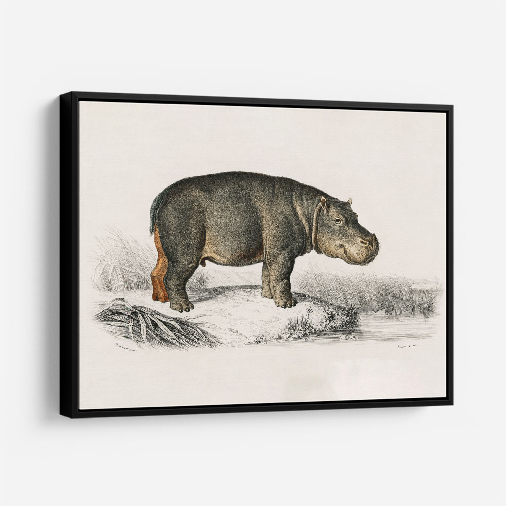 Vintage Hippopotamus
