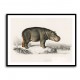 Vintage Hippopotamus