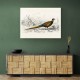Vintage Ring-necked Pheasant